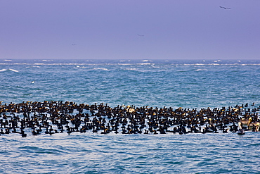 Double-crested Cormorants and Brown Pelicans floating in the Gulf of Mexico by Anna Maria Island, Florida, USA