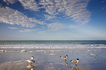 Royal tern, left, Laughing Gulls right shoreline and beach at Anna Maria Island, Florida, USA