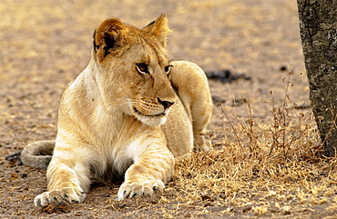 A Lioness, Grumeti, Tanzania, East Africa