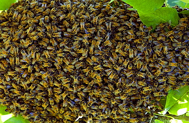 Honey bees swarming in a plum tree in the Cotswolds, UK