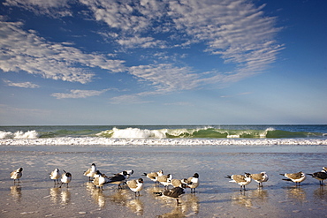 Laughing Gulls shoreline and beach at Anna Maria Island, Florida, USA