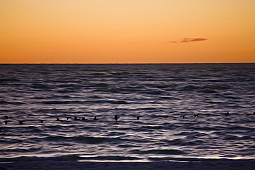 Double-crested Cormorants in flight in the Gulf of Mexico by Anna Maria Island, Florida, USA