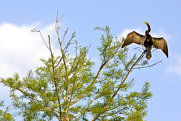 Anhinga snakebird darter, Anhinga anhinga, in the Everglades, Florida, United States of America