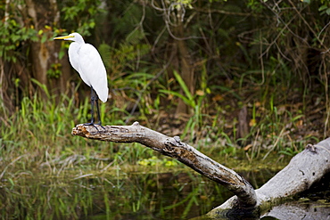 Great Egret also known as Great White Egret, Ardea alba, in Everglades, Florida, USA