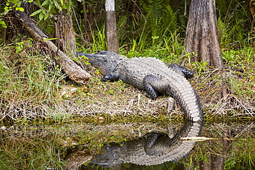 Alligator in Turner River, Everglades, Florida, United States of America