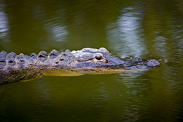 Alligator in Turner River, Everglades, Florida, United States of America