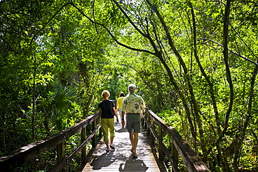 Tourists on the Big Cypress Bend boardwalk at Fakahatchee Strand, the Everglades, Florida, United States of America