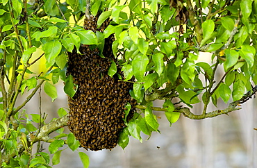 Honey bees swarming in a plum tree in the Cotswolds, UK