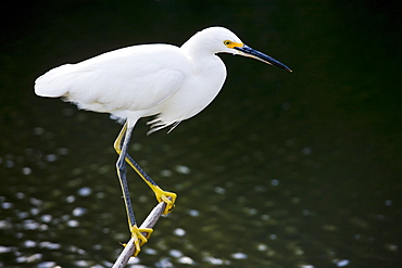 Yellow-footed Snowy Egret, Egretta Thula, in glade in the Florida Everglades, United States of America