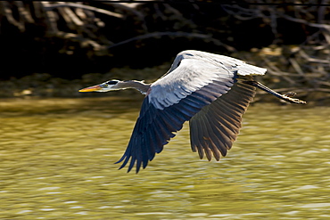 Great Blue Heron in flight, Everglades, Florida, United States of America