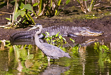 Typical Everglades Scene Alligator and Great Blue Heron in glade in  The Everglades Florida, USA