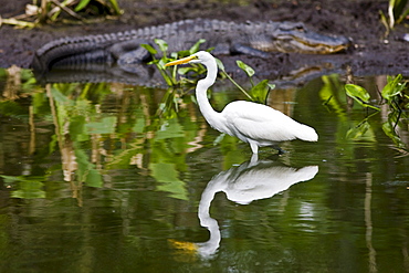 Alligator and Great White Egret at Big Cypress Bend, Fakahatchee Strand in the Everglades, Florida, USA