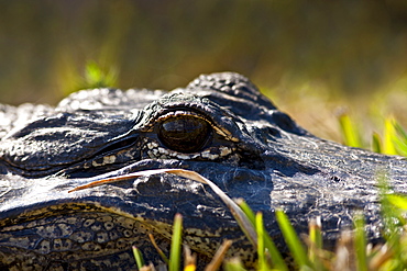 Alligator The Everglades, Florida, United States of America