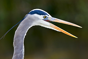 Great Blue Heron, Ardea herodias, in the Everglades, Florida, USA