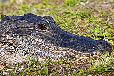 Alligator in The Everglades, Florida, United States of America