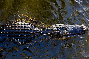 Alligator drifting along Turner River, Everglades, Florida, USA