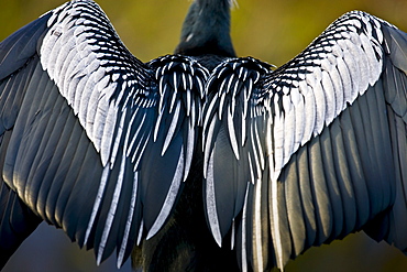 Anhinga snakebird darter, Anhinga anhinga, air drying feathers in the Everglades, Florida, United States of America