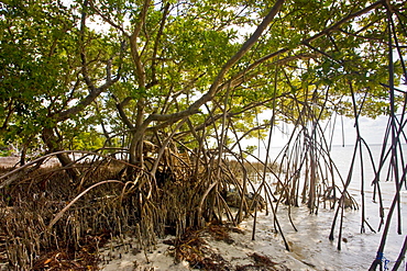 Mangrove forest, Islamorada, Florida Keys, United States of America