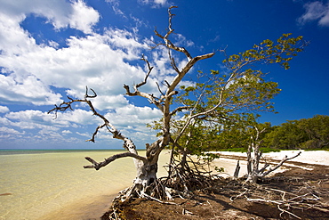 Dead sunbleached tree on edge of mangrove woodland, Islamorada, Florida Keys, United States of America