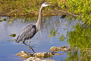 Great Blue Heron, Ardea herodias, river scene in the Everglades, Florida, USA