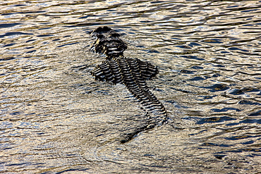 Alligator drifting along Turner River, Everglades, Florida, USA