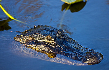 Alligator in river water, Everglades, Florida, United States of America