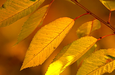 Cherry tree leaves during autumn in England