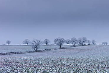 Hoar frost on trees and fields in frosty wintry landscape in The Cotswolds, Oxfordshire, UK