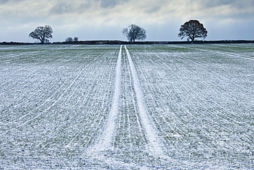 Frosty scene field and trees during hoar frost in winter, The Cotswolds, UK