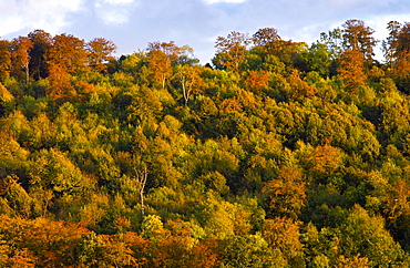 Treetops at the beginning of autumn in Marlow, England