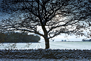 Hoar frost on tree and field in frosty wintry landscape in The Cotswolds, Oxfordshire, UK