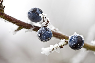 Winter scene hoar frost on sloe berries in The Cotswolds, UK