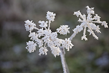 Winter scene hoar frost on Giant hogweed plant in The Cotswolds, UK