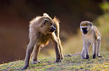 Olive Baboon glaring at Vervet Monkey (Green Monkey), Grumeti, Tanzania