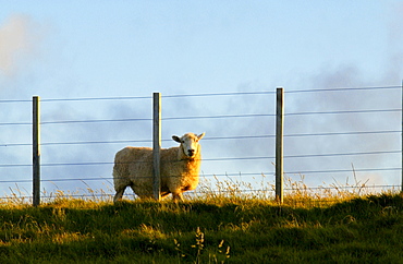 Sheep behind fencing on a farm in North Island, New Zealand