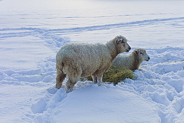 Sheep with hay in deep snow in the village of Swinbrook, The Cotswolds, UK