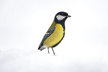 Great Tit on a snowy slope, The Cotswolds, UK