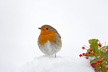 Robin puffed up against the cold on a snowy slope, The Cotswolds, UK