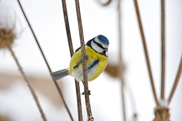 Blue Tit perches on dried stalks of teasel, in snowy weather in The Cotswolds, UK