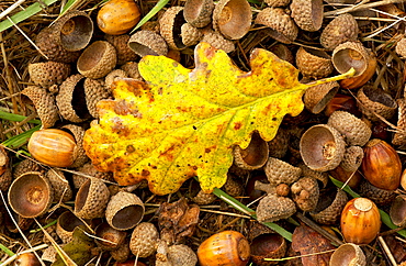 Oak leaf and acorns on forest floor in autumn in England