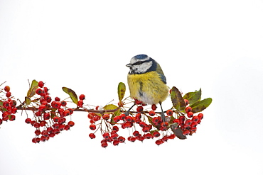 Blue tit perches on branch of pyracantha berries by snowy slope in The Cotswolds, UK