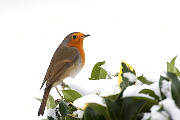 Typical winter scene robin perches on hedgerow holly and ivy by snowy hillside in The Cotswolds, UK