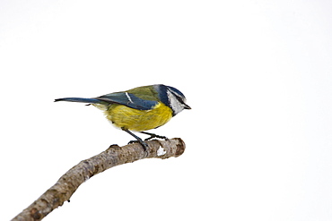 Blue tit perches by snowy slope during winter in The Cotswolds, UK