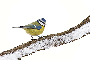 Blue tit perches by snowy slope during winter in The Cotswolds, UK