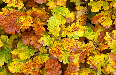 Oak leaf and acorns on forest floor in autumn in England