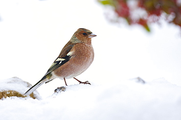 Chaffinch female perches by snowy hillside, The Cotswolds, UK