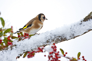 Goldfinch perches by snowy slope in winter in The Cotswolds, UK