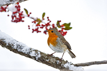 Robin perches by snowy slope and seasonal berries during winter in The Cotswolds, UK