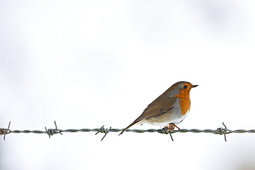 Robin on barbed wire by snowy hillside in The Cotswolds, UK