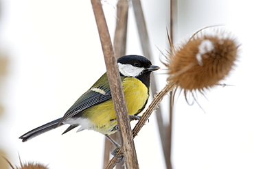 Great Tit perches on teasel plant by a snowy slope, The Cotswolds, UK